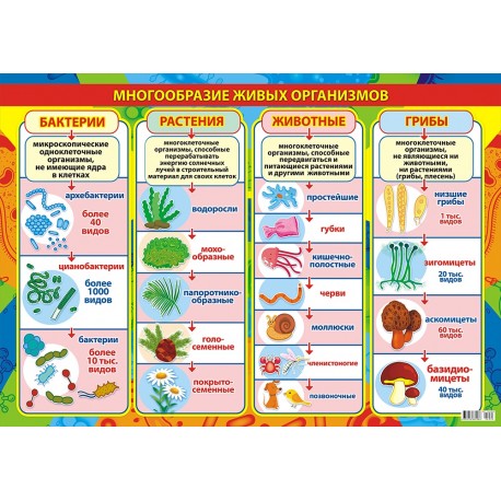 Плакат Многообразие живых организмов А3